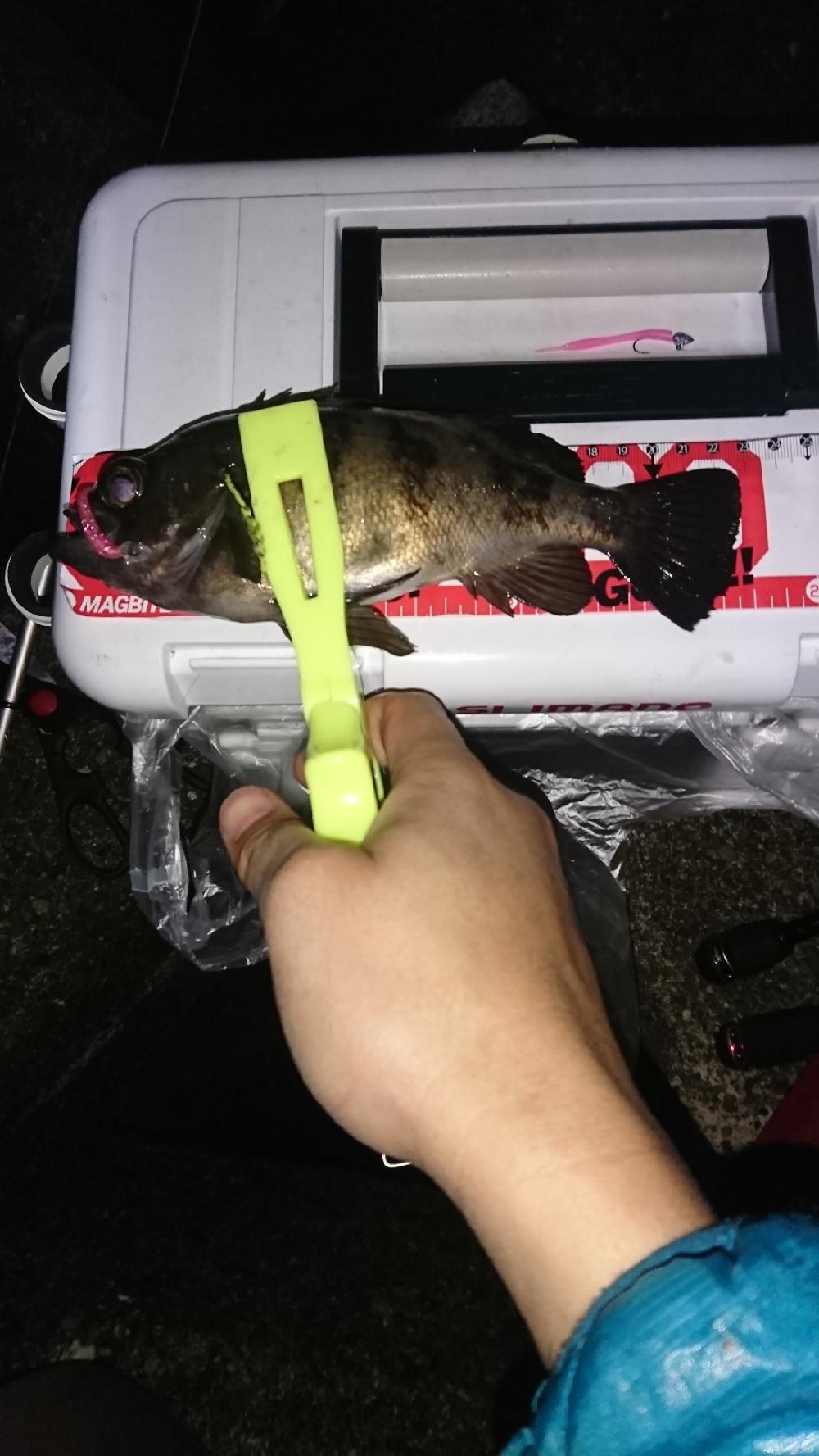 アジ、サバ、メバル