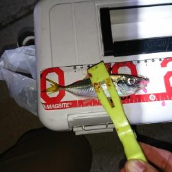 久々のジク単アジング