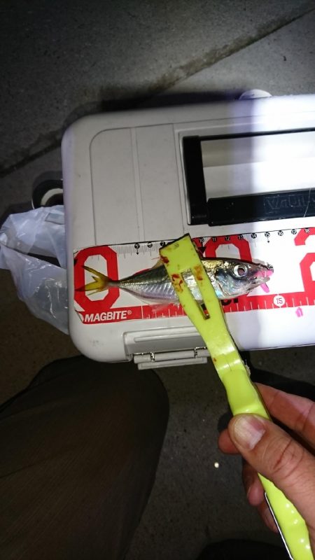 久々のジク単アジング