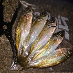 ナイトアジングぼちぼちですね(笑)