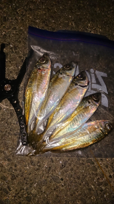 ナイトアジングぼちぼちですね(笑)