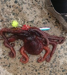 秋タコ良くなってきました〜