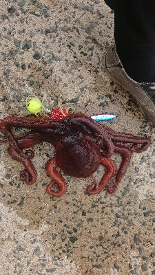 秋タコ良くなってきました〜