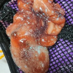 まだまだアオリ釣れてる！