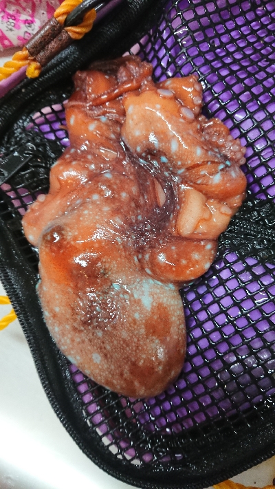 まだまだアオリ釣れてる！