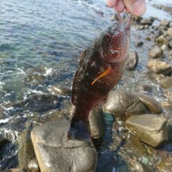 今日の釣果