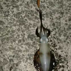 爆風の風裏エギング