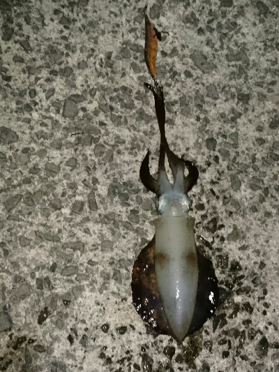 爆風の風裏エギング