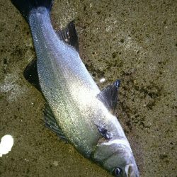 磯から夜ヒラスズキ狙いで、投げまくる。