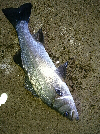 磯から夜ヒラスズキ狙いで、投げまくる。