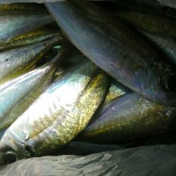 アジングコラボで、長潮でも20匹オーバー釣果。真鯛の子も。