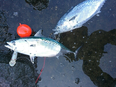 ショアジギング、鰹の王さまスマカツオ