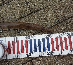 サゴシ狙いでしたが