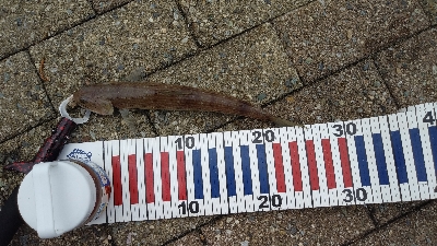 サゴシ狙いでしたが