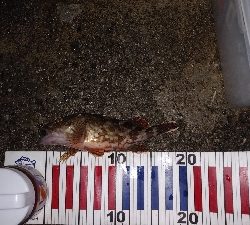 ズル引きしてたら