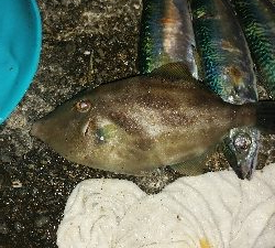 ハネとカワハギ