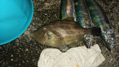 ハネとカワハギ