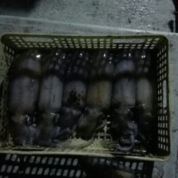 よーけ釣れました！