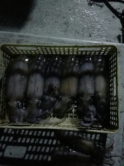 よーけ釣れました！