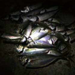 アジング良型交じり、ウキタチウオ