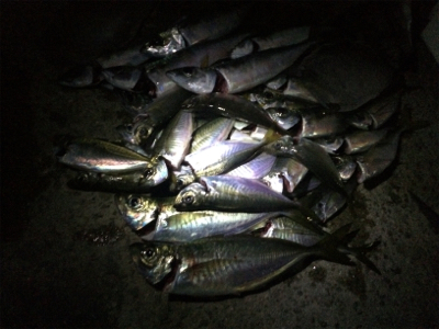 アジング良型交じり、ウキタチウオ