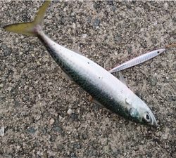 アタリはあっても