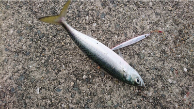 アタリはあっても