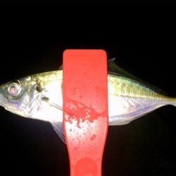 アジンガー1810〜1845 2000〜2105