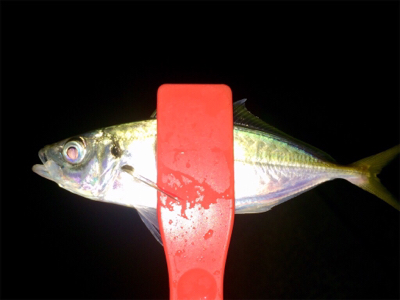 アジンガー1810〜1845 2000〜2105