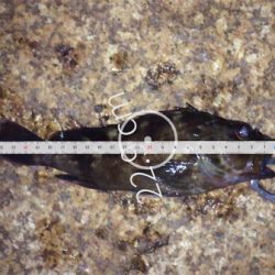 デカ！ガシラです。