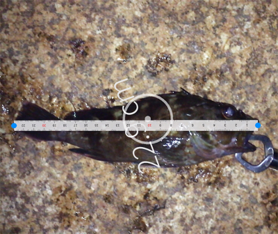 デカ！ガシラです。