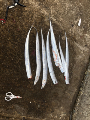 初沖堤防  青物太刀魚狙い