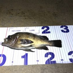 夕まずめからの爆釣フィッシング