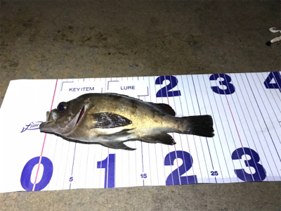 夕まずめからの爆釣フィッシング