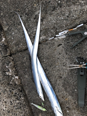 初武庫川一文字❗࿠…