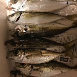 今日はシブいです。