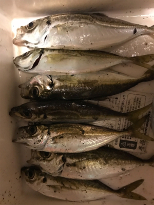 今日はシブいです。