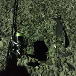 早朝ライトゲーム