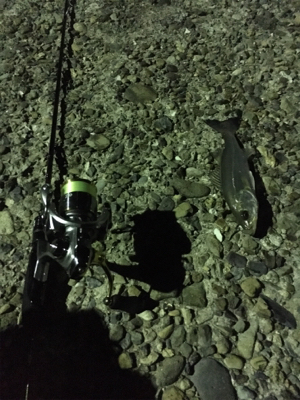 早朝ライトゲーム