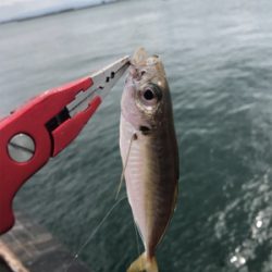 癒され五目から、昼ミノー太刀♫