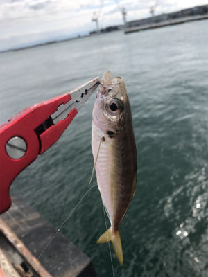 癒され五目から、昼ミノー太刀♫