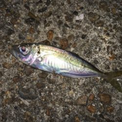 豆アジいっぱい