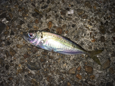 豆アジいっぱい