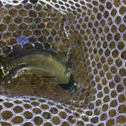 裾野フィッシングパーク釣行!