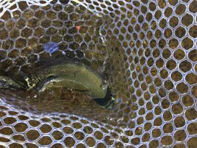 裾野フィッシングパーク釣行!