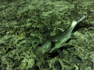 いつもの場所ライトゲーム