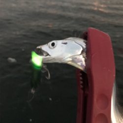 微妙…にタチウオ