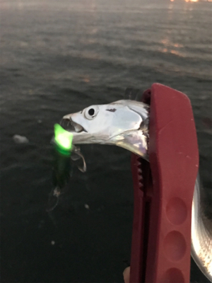 微妙…にタチウオ