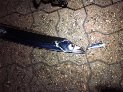 ただ巻きタチウオ