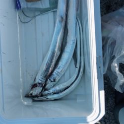 朝まづめショアジギング